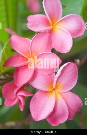 Plumeria rubra or frangipani flowers Stock Photo