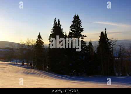 Winter sunset, aspens in snow with shadows, Cordillera, Colorado  Stock Photo