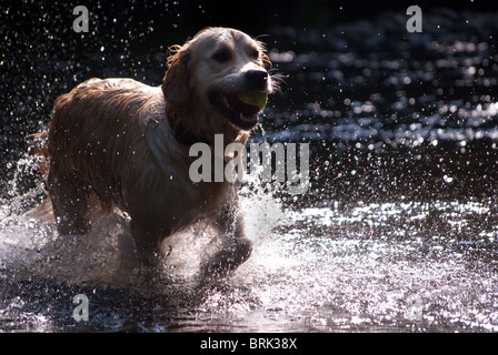 Golden retriever running out of a river Stock Photo