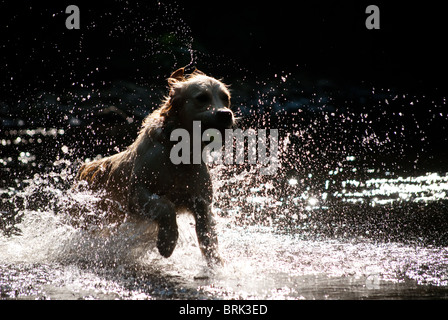 Golden retriever running out of a river Stock Photo