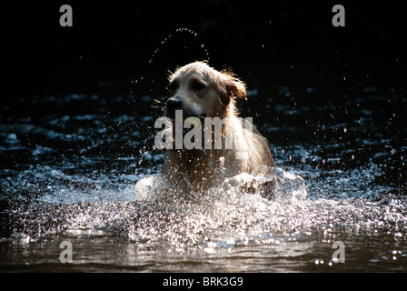 Golden retriever running out of a river Stock Photo