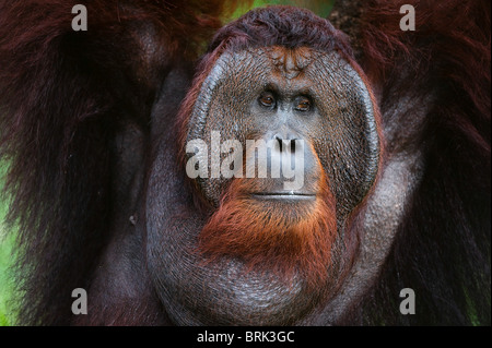 Portrait of Orangutan. Stock Photo