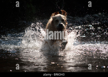 Golden retriever running out of a river Stock Photo