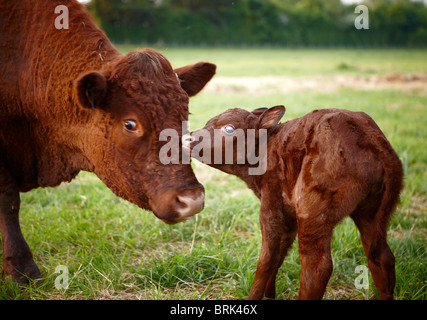 new born calf mother Stock Photo