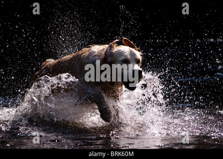 Golden retriever running out of a river Stock Photo