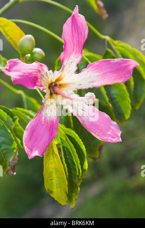 Silk floss or kapok tree in flower: Chorisis speciosa Stock Photo