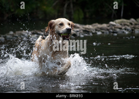 Golden retriever running out of a river Stock Photo