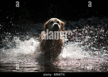 Golden retriever running out of a river Stock Photo