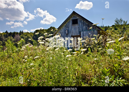 Old farm building in a field with Queen Anne's Lace flowers growing in the foreground. Stock Photo