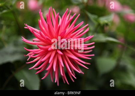 Dahlia (Pontiac), cactus variety pink flower Stock Photo