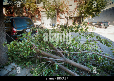 Tree branches in the Carroll Gardens, Brooklyn in NY await pick up after being removed from trees damaged by a storm Stock Photo