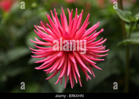 Dahlia (Pontiac), cactus variety pink flower Stock Photo