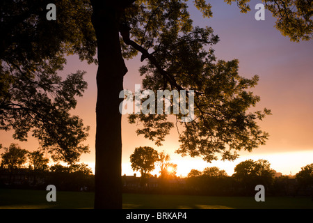 Setting sun behind 100 year-old mature ash trees in Ruskin Park in the borough of Lambeth, south London. Stock Photo