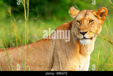 Beautiful wild African lioness. Africa. Kenya. Masai Mara Stock Photo