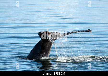 Tail fin or fluke of Humpback Whale about to dive Inside Passage Alaska USA Stock Photo