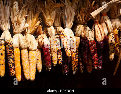 Indian dry corn hanging from feed shed Stock Photo
