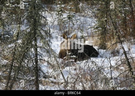 Moose taking a rest in a comfortable and safe spot in the forest.  Alces alces   Monarch of the North Stock Photo