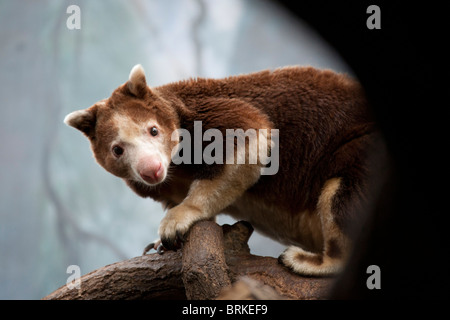 Cologne Zoo - Matschei's Tree Kangaroo, Dendrolagus matschiei Stock Photo