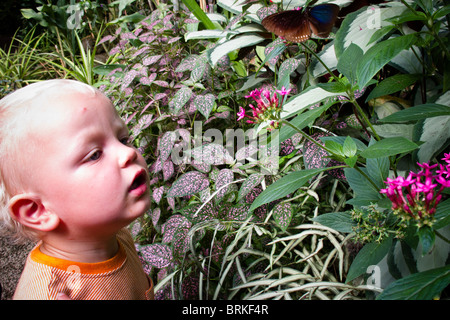 24 Aug 2010 Boy, aged one, and butterfly at Naturospace tropical butterly park, Honfleur, Normandy, France Stock Photo
