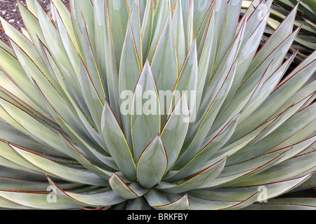 Light green aloe cactus plant showing delicate blue green leaves with dark brown borders Stock Photo
