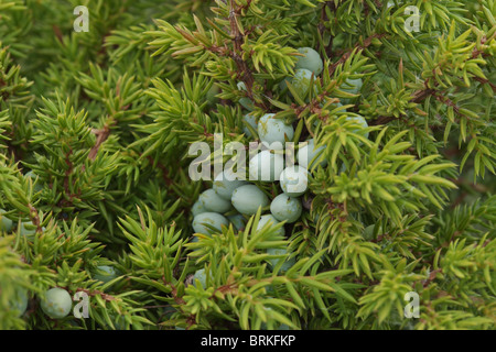 Unripe juniper berries on a bush close-up Stock Photo