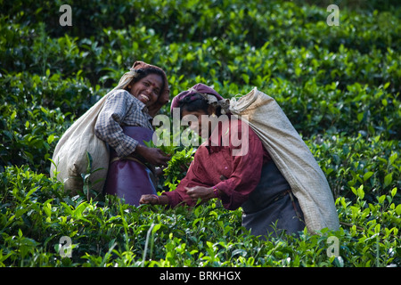 Tea pickers in the Nuwara Eliya region of Sri Lanka, otherwise known as 'Hill Tea Country' Stock Photo