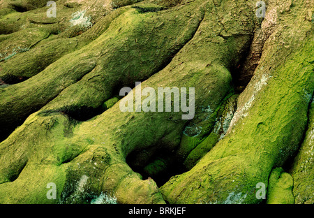 Tree stump roots Stock Photo