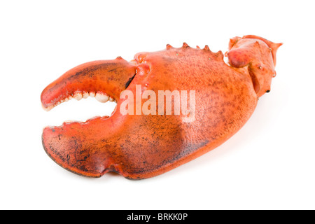 Lobster claw with white background Stock Photo