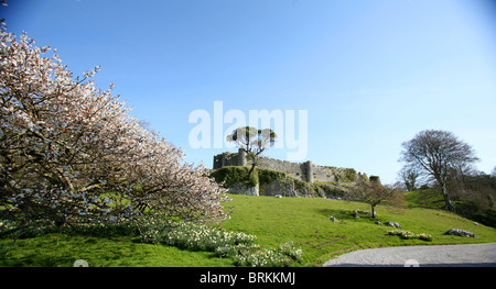 Cherry blossom and pine at Penrice estate Gower Peninsula Wales UK with thirteenth century Penrice Castle in the background Stock Photo