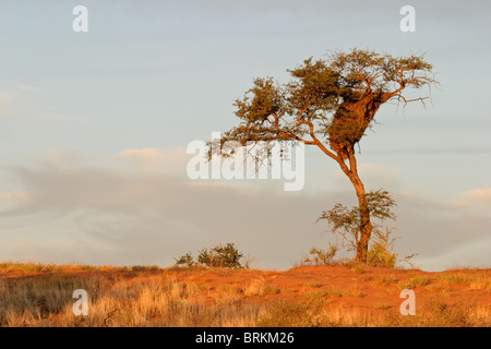 A camel thorn tree (Acacia erioloba) on a red sand dune with sociable weavers nest, Kgalagadi Transfrontier Park, South Africa Stock Photo