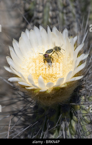 Copao cactus (Eulychnia breviflora) bloom with insects feeding on pollen Atacama (III) Chile South America September 2010 Stock Photo