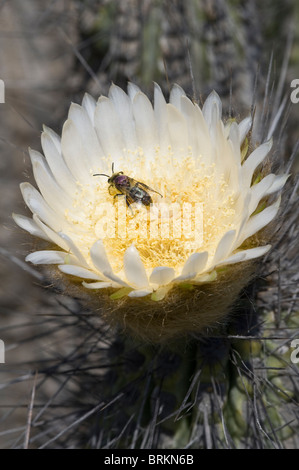 Copao cactus (Eulychnia breviflora) bloom with insect feeding on pollen Atacama (III) Chile South America September 2010 Stock Photo