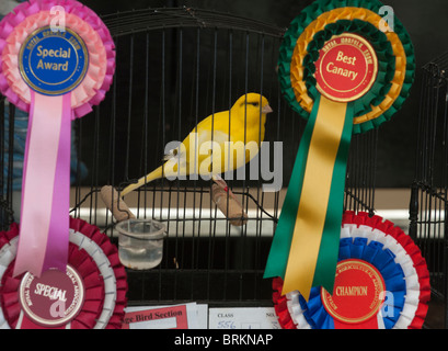 Prize winning Canary Norfolk Show Norwich Norfolk Stock Photo