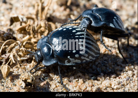 atacama desert end mating desierto beetles florido alamy