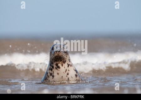 Grey Seal Halichoerus grypus female in surf Norfolk November Stock Photo