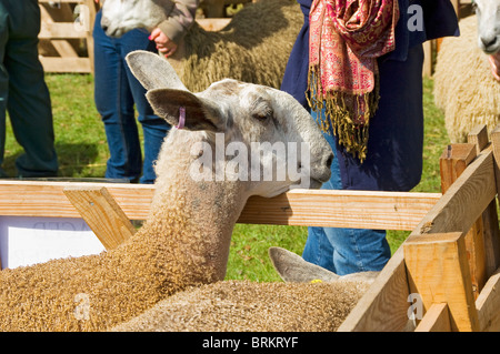 Close up of Bluefaced Leicester sheep at Rosedale Agricultural Show in summer North Yorkshire England UK United Kingdom GB Great Britain Stock Photo