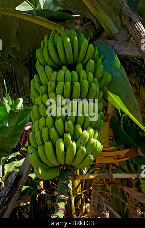 Close up of green bananas growing on banana tree Madeira Portugal EU Europe Stock Photo