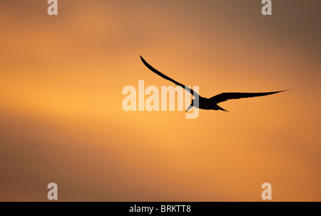 A Gill Net Used For Sockeye Salmon Fishing Stretches Towards The River From  The Sandy Bank At Sunset With A Single Bird In Flight On The Shore Of The  Kvichak River; Bristol