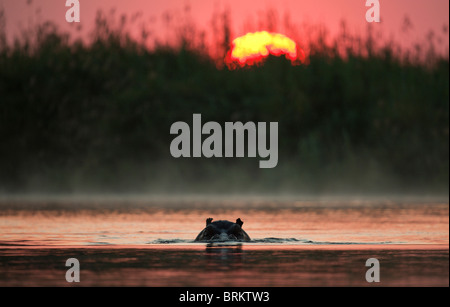Hippopotamus in the water at sunset with only its head showing Stock Photo