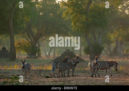 Burchell's zebra herd in a Feidherbia woodland in the early morning light Stock Photo