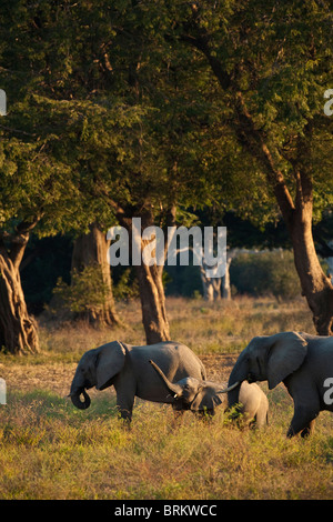 Elephant herd and calf with trunk outstretched in a Feidherbia woodland Stock Photo