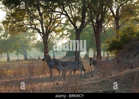 Burchell's zebra herd in a Feidherbia woodland in the early morning light Stock Photo
