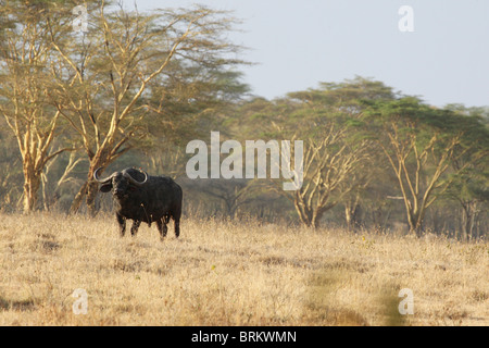 Lone buffalo in fever tree forest Stock Photo