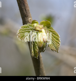 Sprouting leaves of Common Hazel (Corylus avellana), Hummelo, Gelderland, Netherlands Stock Photo