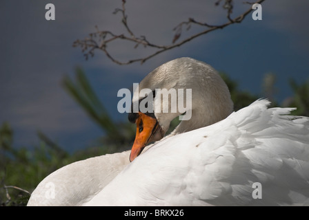 Mute Swan (Cygnus olor) - single adult female swan sitting on nest - April, Rotterdam, The Netherlands, Western Europe, Europe Stock Photo