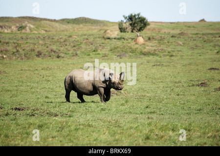 Lone black rhino grazing on the Masai Mara plains Stock Photo