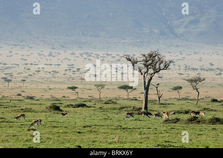 Herd of Thompson gazelle grazing on the Masai Mara plains Stock Photo ...