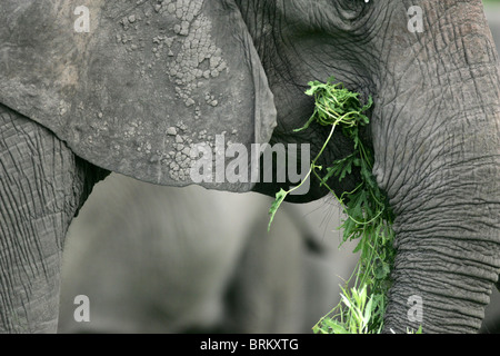 Close-up side view portrait of an elephant feeding on grass Stock Photo