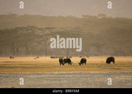 Scenic view of Buffalo grazing on a floodplain with Acacia trees in the distance Stock Photo