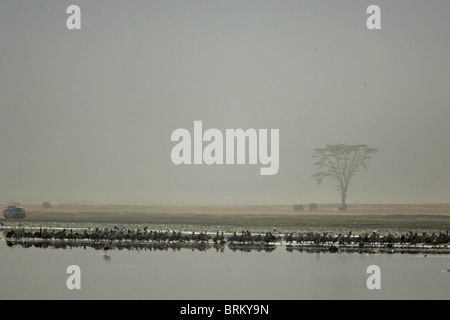Scenic view of masses of birds on the shore of Lake Nakuru on a misty morning with a rhino and safari vehicle in the distance Stock Photo
